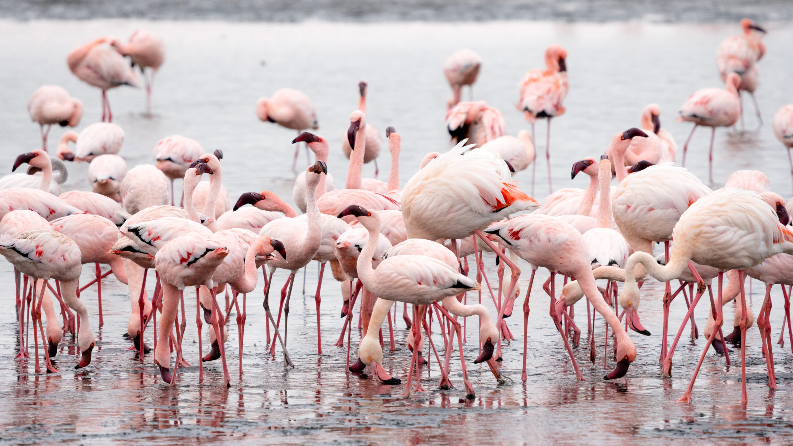 South Africa with Kenya Tour Package